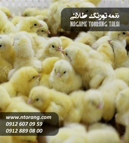 فروش جوجه گوشتی چالاکی